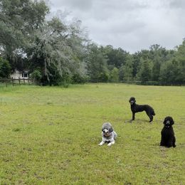 Havanese and Poodle All Grown Up from Curly Que Standard Poodles and Havanese