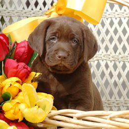 Labrador Retriever Puppies from Labs of Cottonhollow