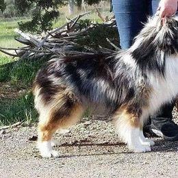 Sheriff - Miniature Australian Shepherd