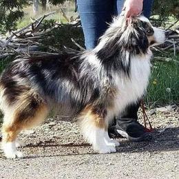 Sheriff - Miniature Australian Shepherd