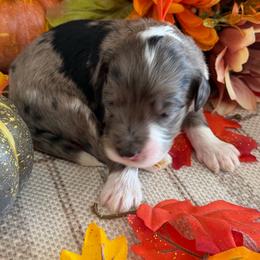 Ash - Merle male Bernedoodle puppy in Gilbert, Arizona from The Berne Barn... it’s a Doodle thing!