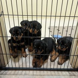Rottweiler Puppies from Supreme Rottweilers
