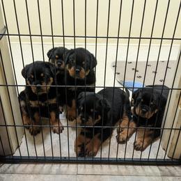 Rottweiler Puppies from Supreme Rottweilers