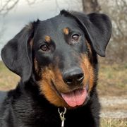 Una - Beauceron