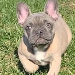 French Bulldogs from Deb Allender's French Bulldogs