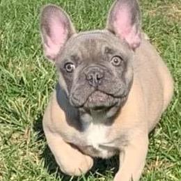 French Bulldogs from Deb Allender's French Bulldogs