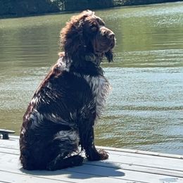 Whiskey Rose - English Springer Spaniel