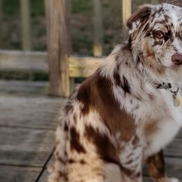 Australian Shepherds from McBride Australian Shepherd Farm
