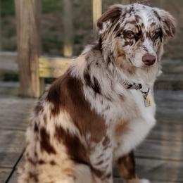 Australian Shepherds from McBride Australian Shepherd Farm