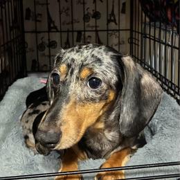 Mulanni - Dachshund