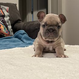 French Bulldog Puppies from Zoey's Dynasty French Bulldogs