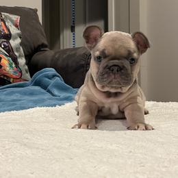 French Bulldog Puppies from Zoey's Dynasty French Bulldogs