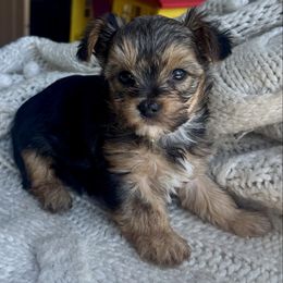 Delilah - Black and tan Yorkshire Terrier puppy in Duncanville, Alabama from Bear Creek Dachshunds
