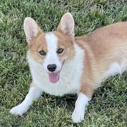 Katanna - Pembroke Welsh Corgi