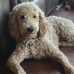Poodles from Alisha Sharp