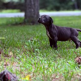 Whiskey - Black and white female Great Dane puppy in Montgomery, Texas from KD Sweet Southern Danes