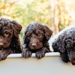 Double Doodle and Labradoodle Puppies from Delightfully Double Doodles