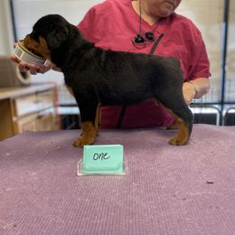 Rottweiler Puppies from Dark Waters Rottweilers