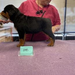 Rottweiler Puppies from Dark Waters Rottweilers