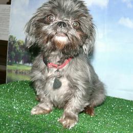 Misty - Shih Tzu