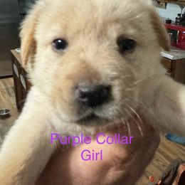 Goldendoodle Puppies from YankeeDoodles
