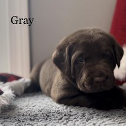 Labrador Retriever Puppies from Northern Woods Labs