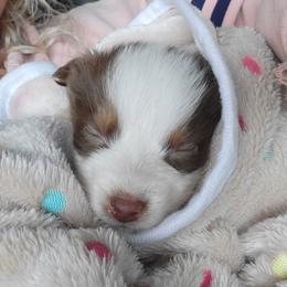 Australian Shepherds from Creekside Aussies