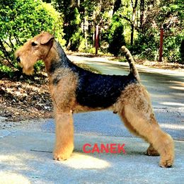 Canek - Airedale Terrier