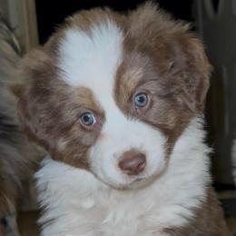 Rune - Red tri male Miniature Australian Shepherd puppy in Shingletown, California from Whiskeytown Aussies