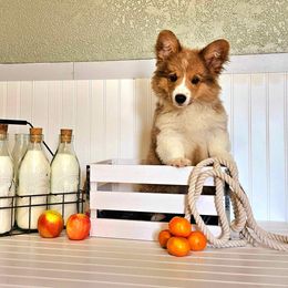 American Corgi and Pembroke Welsh Corgi Puppies from Sarah’s Mystic Kennels