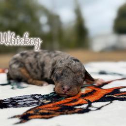 Whiskey - Blue merle male Bernedoodle puppy in Youngstown, Florida from Wonderland’s Boujie Kennels