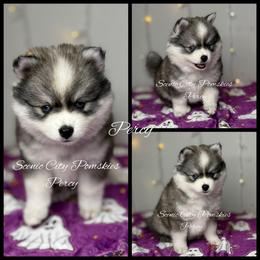 Percy - Gray and white male Pomsky puppy in Rossville, Georgia from Scenic City Pomskies