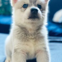 Pomsky Puppies from Snow Shark Pomskys