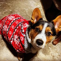 American Corgi, Dachshund, and Pembroke Welsh Corgi All Grown Up from Hoppin’ B Corgis & Mini Dachshunds