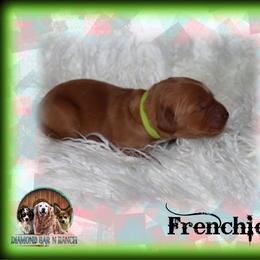 Frenchie - Golden female Golden Retriever puppy in Anson, Texas from Diamond Bar N Ranch