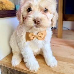 Pugsley - with training - Buff and white male Cockapoo puppy in Boonville, North Carolina from Doods & Dolls