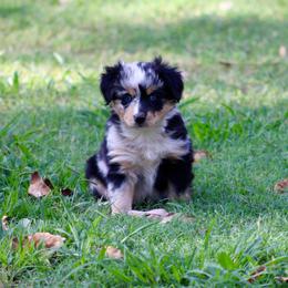 Aspen - Blue merle female Miniature Australian Shepherd puppy in Fort Smith, Arkansas from Rye Hill Aussies