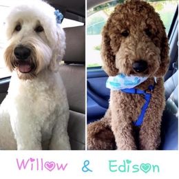 Goldendoodle Puppies from Tennessee Dandy Doodles