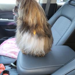 Shih Tzu Puppies from Margaret Szegda