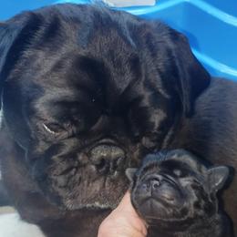 Pug Puppies from Carla's Pugs