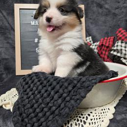 1 blue collar boy - Black and tan male Pembroke Welsh Corgi puppy in Harrisburg, Illinois from Parish Corgis