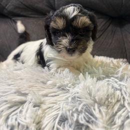 Shelly - Parti female Yorkipoo puppy in San Antonio, Texas from Sweet as dessert puppies