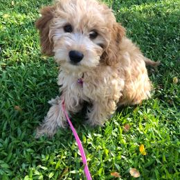 Goldendoodle Puppies from Idyllic Doodles
