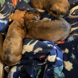 Dachshund Puppies from Witchy Woman’s Wiener’s
