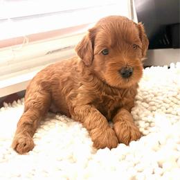 MJ - Red  female Goldendoodle puppy in Point, Texas from Tiny Paws Goldendoodles