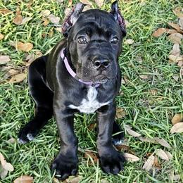 Purple Collar Female - Black female Cane Corso puppy in Ocala, Florida from Worldwide Kennels