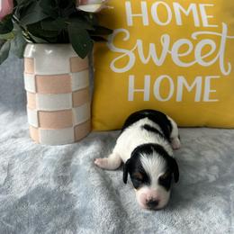 Job - Black and cream male Dachshund puppy in Brandon, Florida from Knights Dachshunds