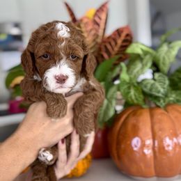 Cookie - Red  female Goldendoodle puppy in St George, Utah from Doodle Bears of Southern Utah