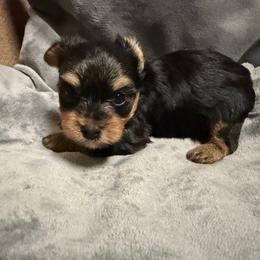 Boy 3 - Black and gold male Yorkshire Terrier puppy in Pomona, California from Cristian's Yorkshire Terriers