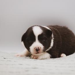 Bram - Black male Border Collie puppy in Dallas, Texas from Effervescent Border Collies